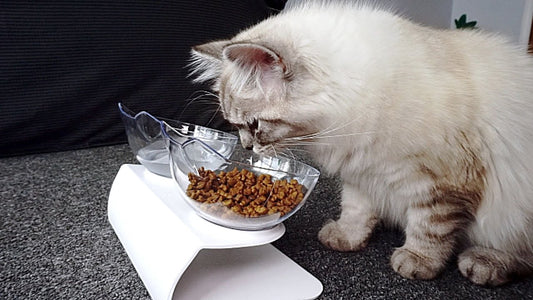 Should I Elevate My Cats Food Bowl?