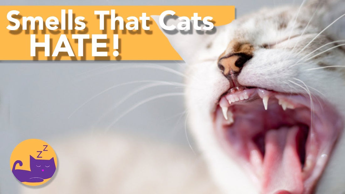What Smell Do Cats Hate?
