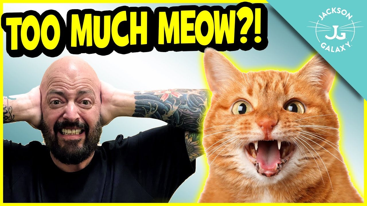 Why Does My Cat Meow So Much?
