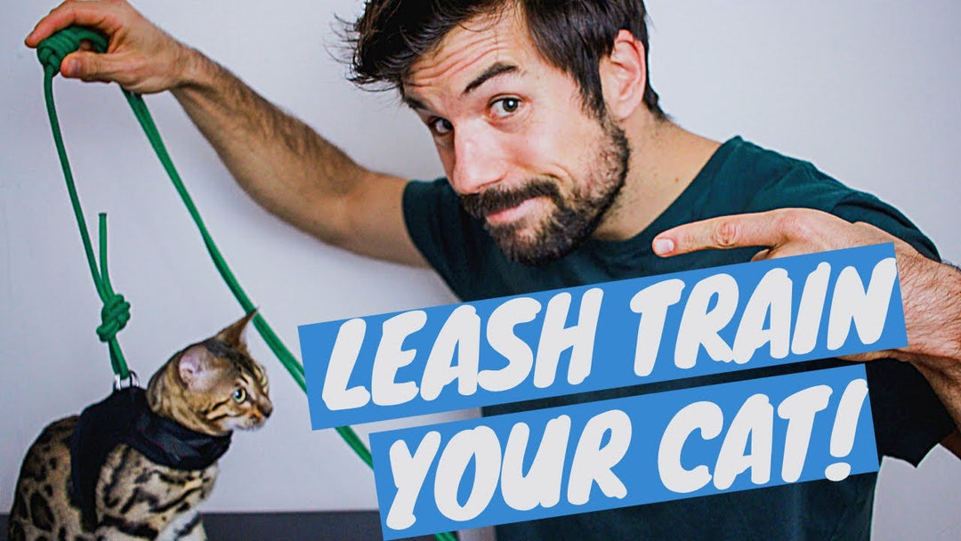8 Tips To Train Your Cat Using Harness