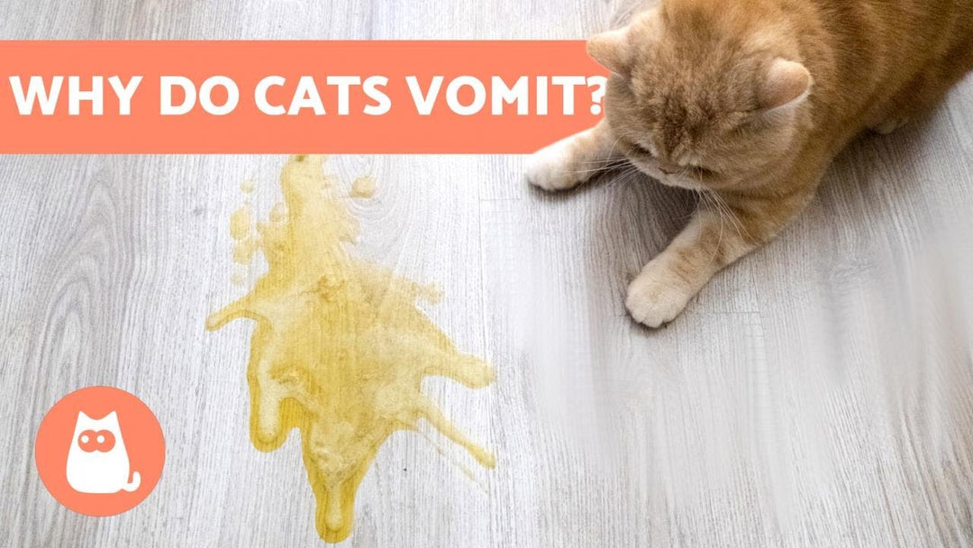 Reasons Why Cats VOMIT?