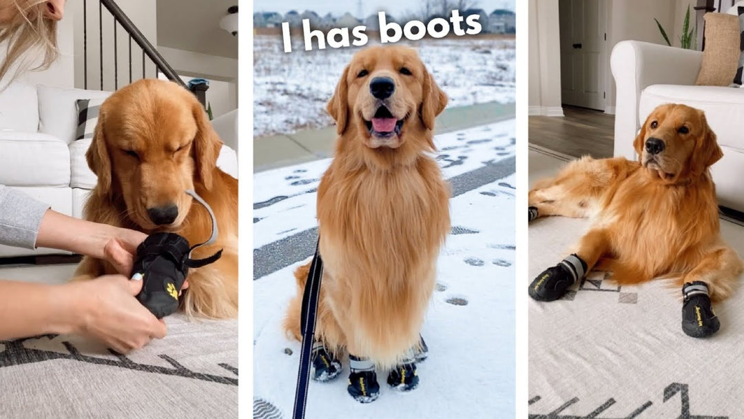 Are dog boots necessary?