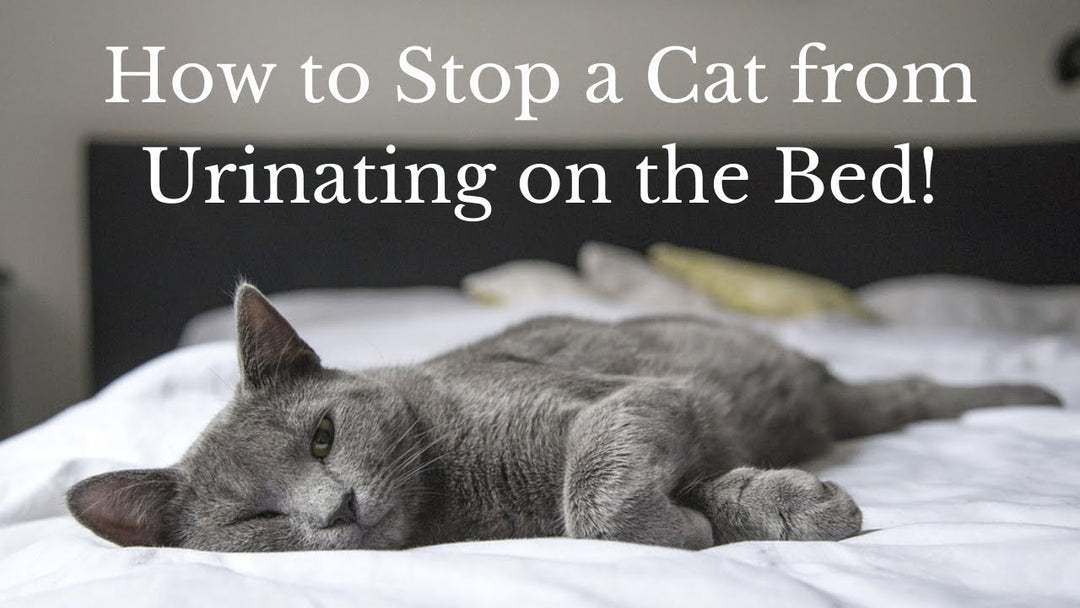 Stop Cat from Peeing on Bed