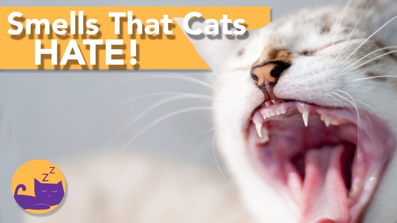 What Smell Do Cats Hate?