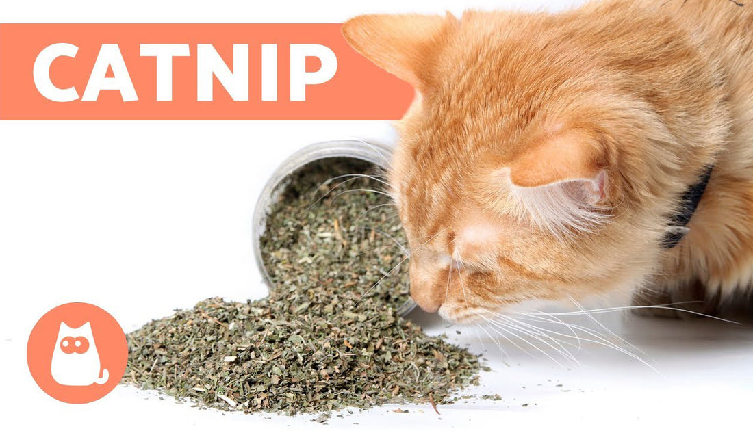 What Does Catnip Do To A Cat?