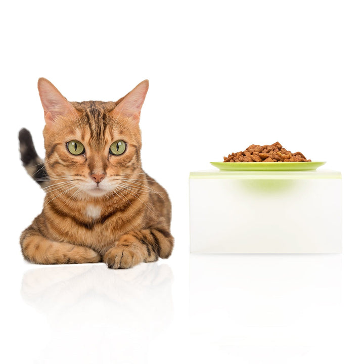 Elevated Cat Bowl- Frosted Acrylic Stand ZOOBERS